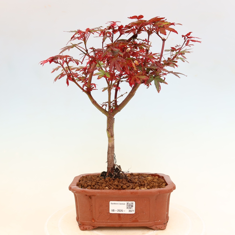 Buitenbonsai - Palmbladige esdoorn  - Acer palmatum Berry Broom 