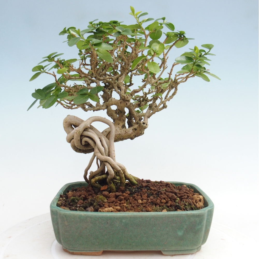 Bonsai voor binnen - Premna serratifolia - Kozlovna malolista