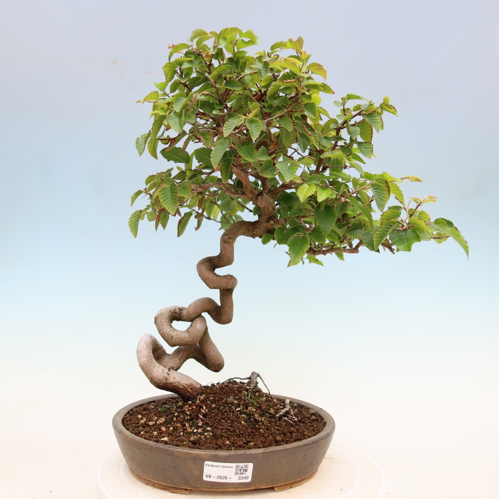 Bonsai voor buiten -Carpinus Coreana - Koreaanse haagbeuk