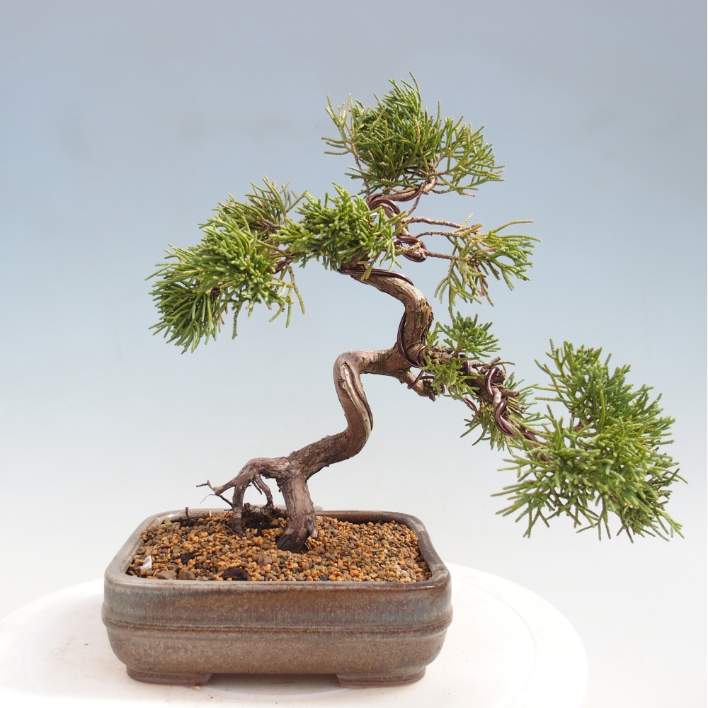 Bonsai voor buiten - Juniperus chinensis Kishu