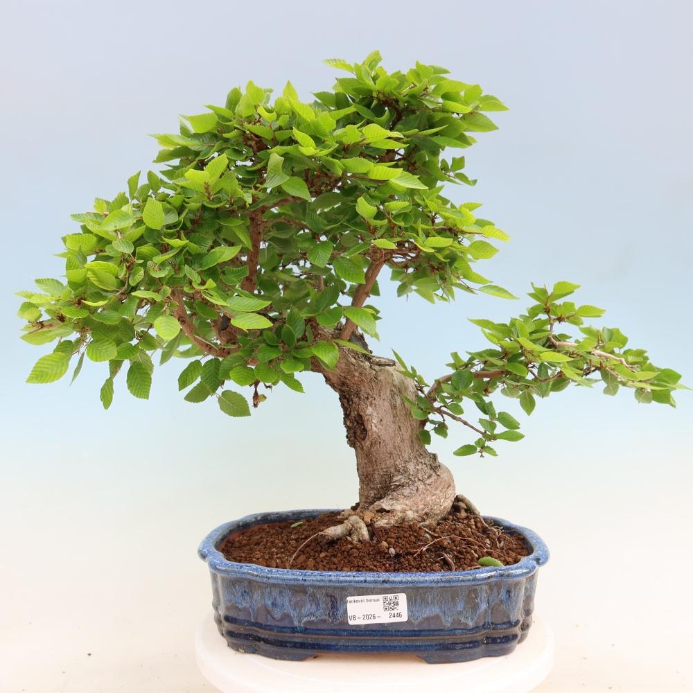 Bonsai voor buiten -Carpinus Coreana - Koreaanse haagbeuk