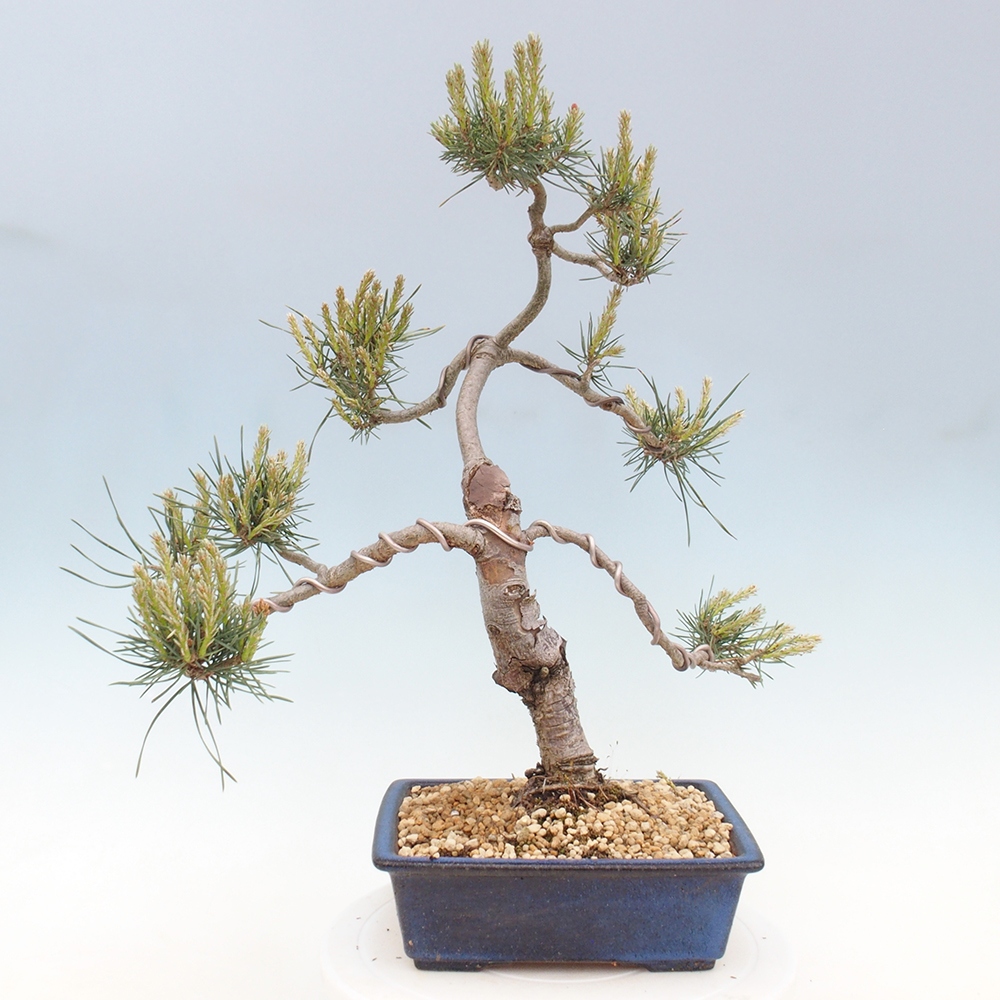 Bonsai voor buiten - Pinus Sylvestris Watererri - grove den