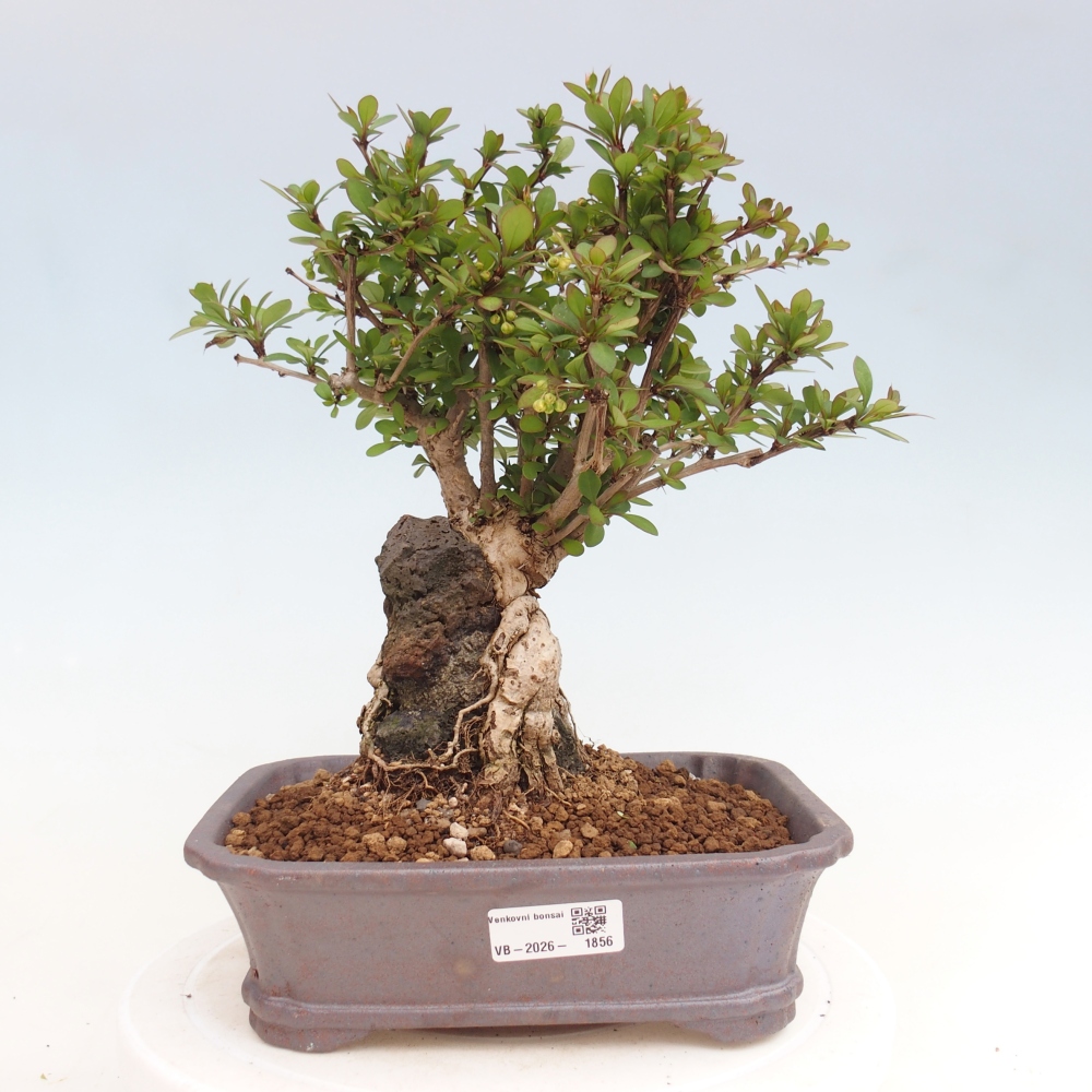 Bonsai voor buiten - Berberis coreana