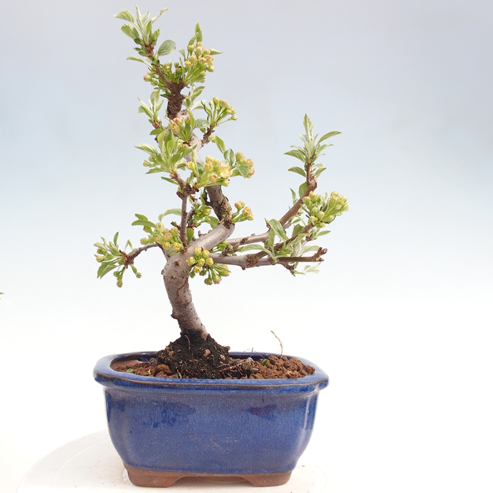 Bonsai voor buiten - Malus sargentii - Appelboom met kleine vruchten