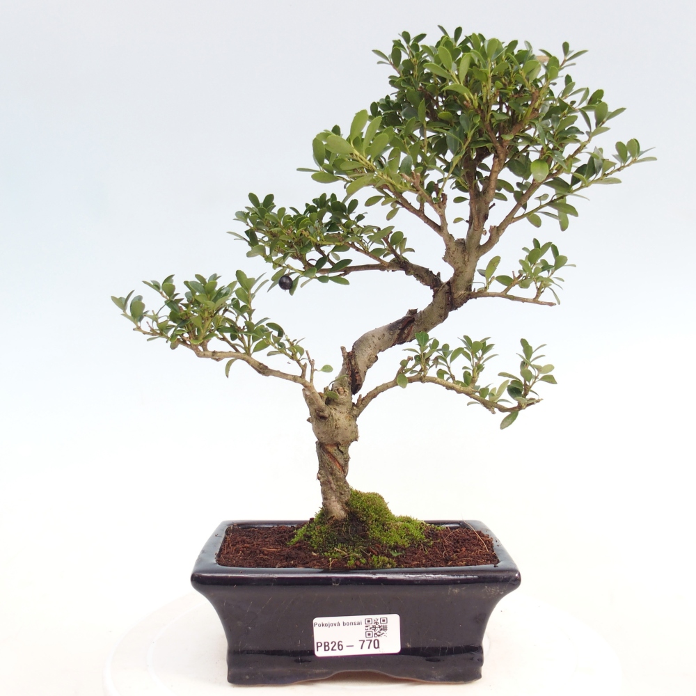 Kamerbonsai - Ilex crenata - Hulst