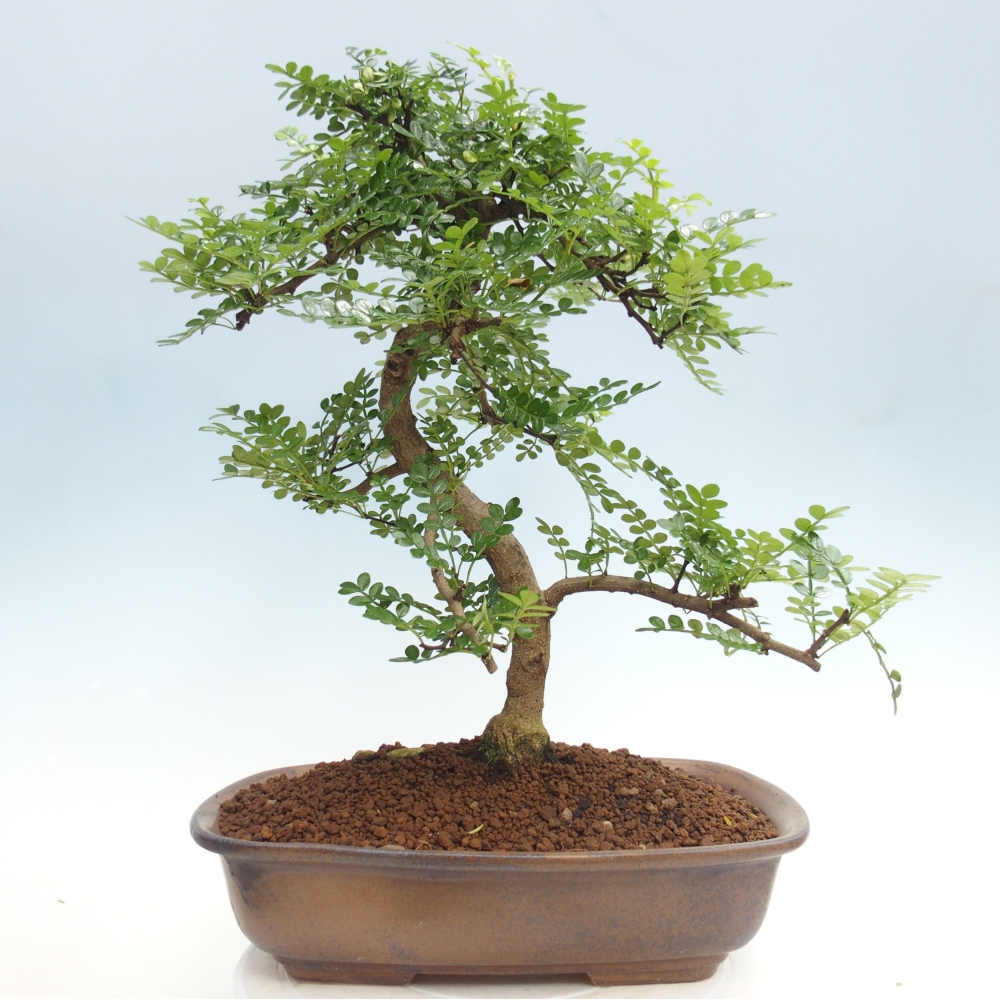 Kamerbonsai - Zantoxylum piperitum - peperboom