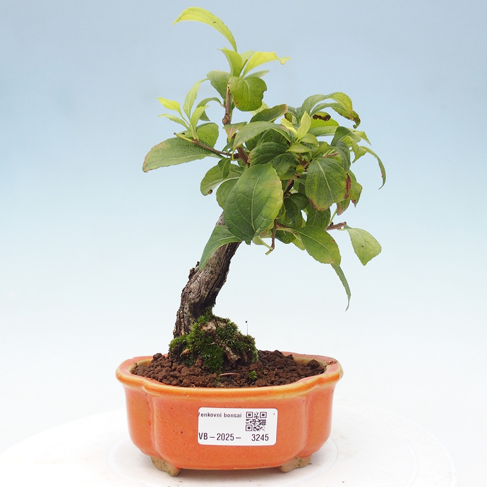 Bonsai voor buiten - Celastrus orbiculatus