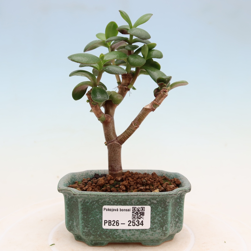Kamerbonsai - Portulakaria Afra - Tlustice
