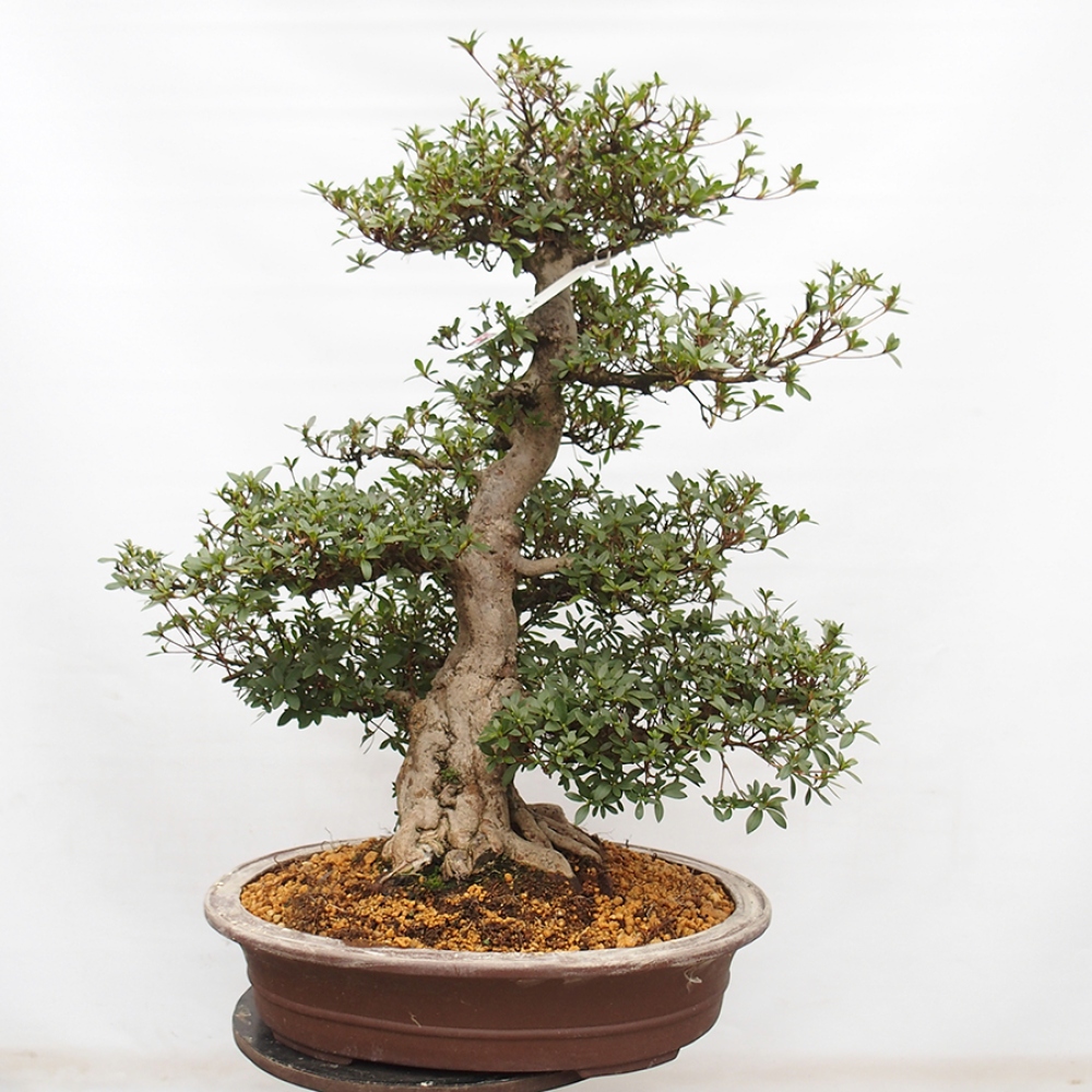 Bonsai voor buiten - Japanse Azalea - Azalea Byakuren
