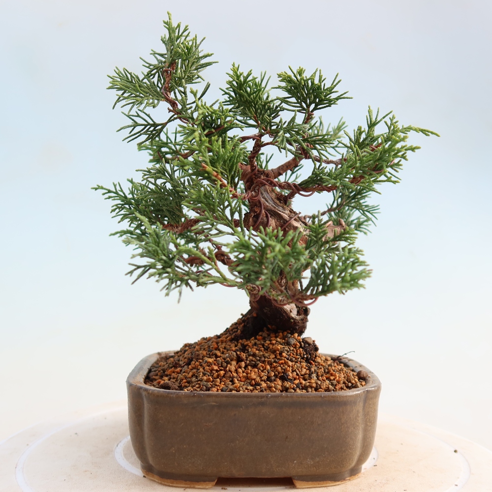 Bonsai voor buiten - Juniperus chinensis Itoigawa