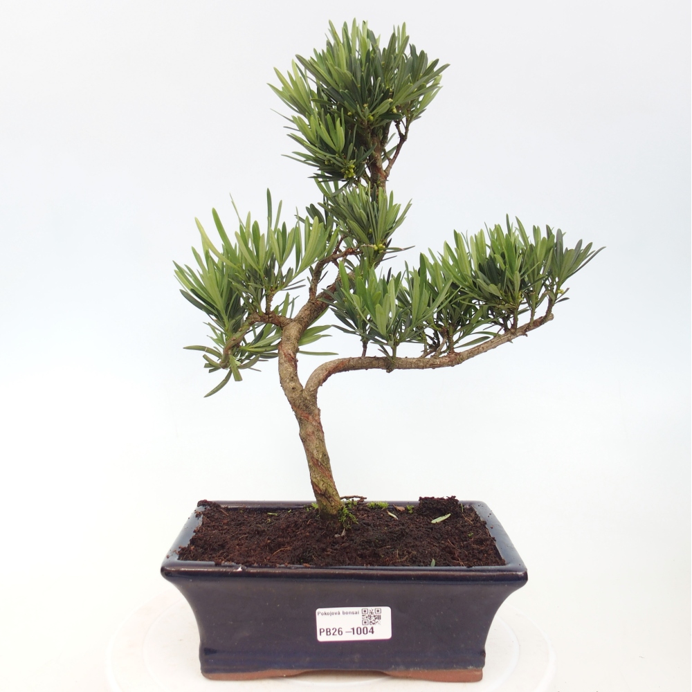Kamerbonsai - Podocarpus - Taxus