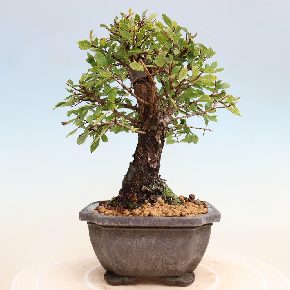 Bonsai voor buiten - Zelkova - Zelkova NIRE