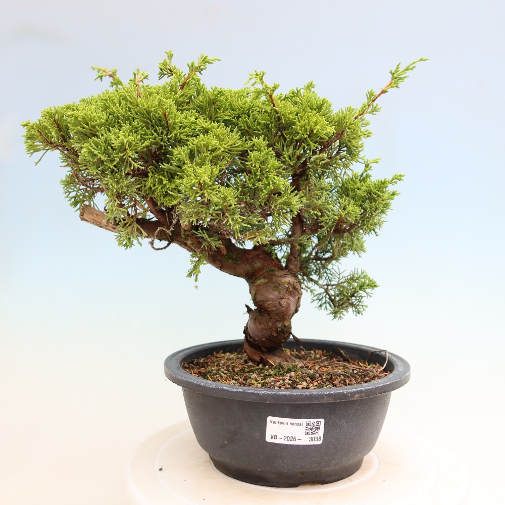 Bonsai voor buiten - Juniperus chinensis Itoigawa-Juniperus chinensis
