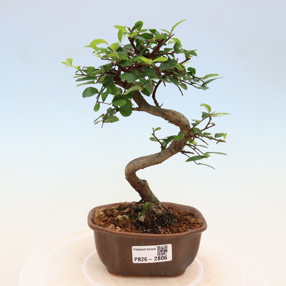Kamerbonsai - Ulmus parvifolia - Winteriep
