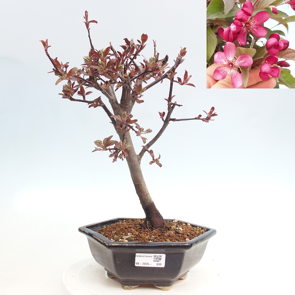 Bonsai voor buiten -Malus domestica - Roodbladige appelboom met kleine vruchten