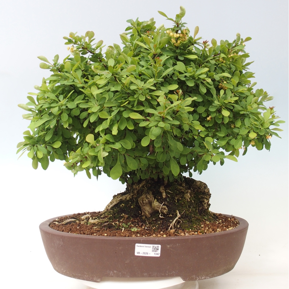 Bonsai voor buiten - Barberry - Berberis thunbergii atropurpurea