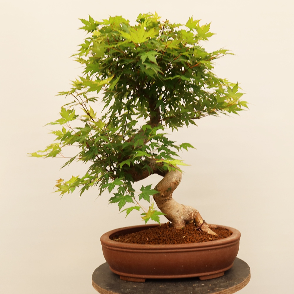 Bonsai voor buiten - Esdoorn palmatum - Palmen