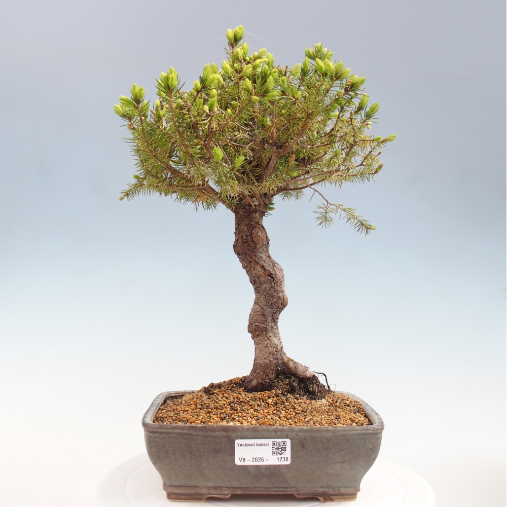 Bonsai voor buiten - Gewone spar - Picea glauca globe