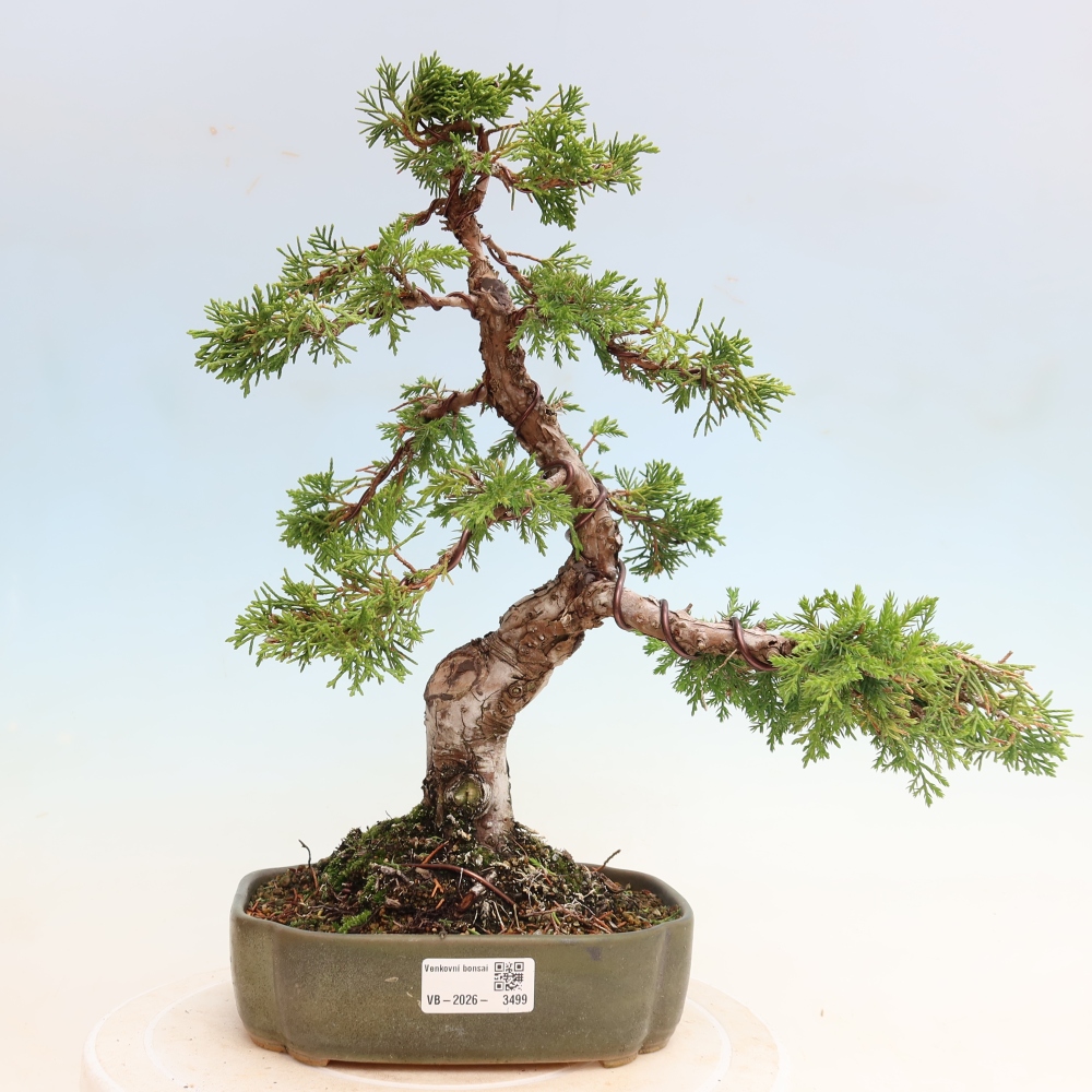 Bonsai voor buiten - Juniperus chinensis Itoigawa-Juniperus chinensis