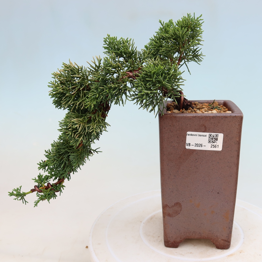 Bonsai voor buiten - Juniperus chinensis Kishu