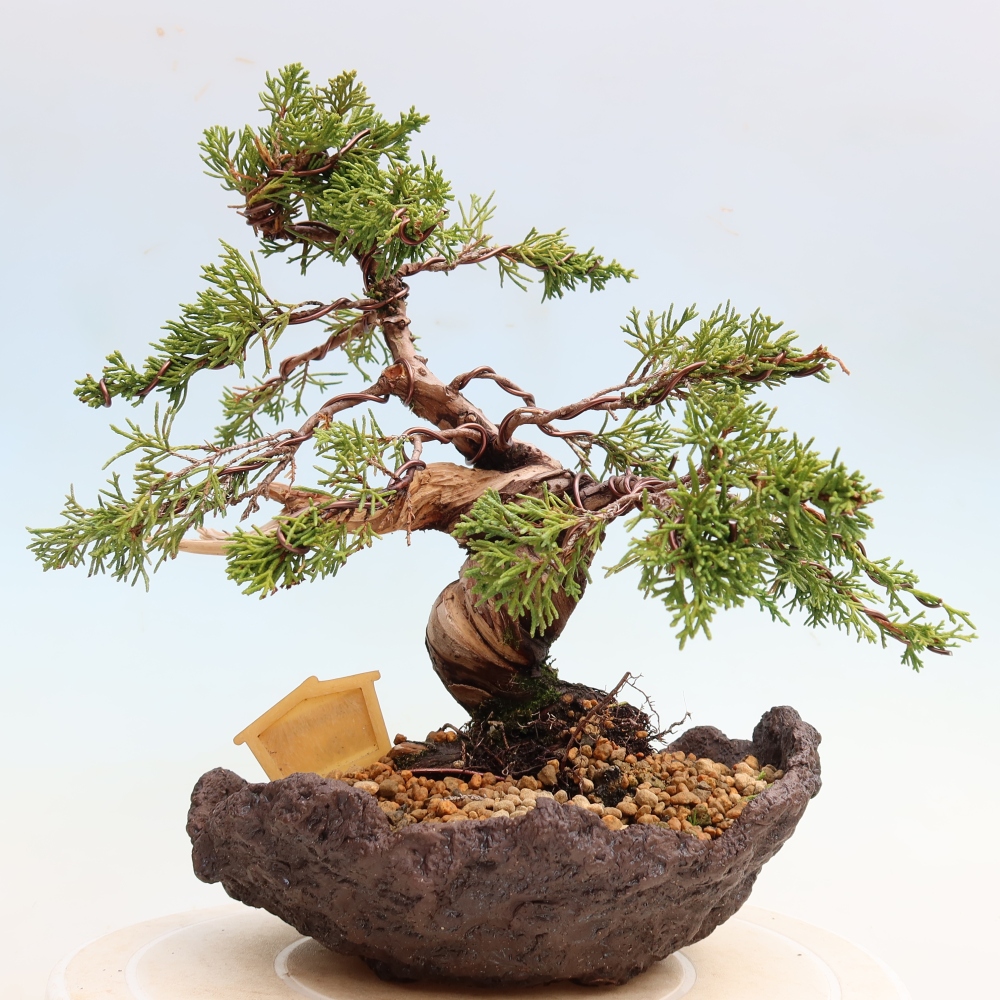 Bonsai voor buiten - Juniperus chinensis Itoigawa-Juniperus chinensis