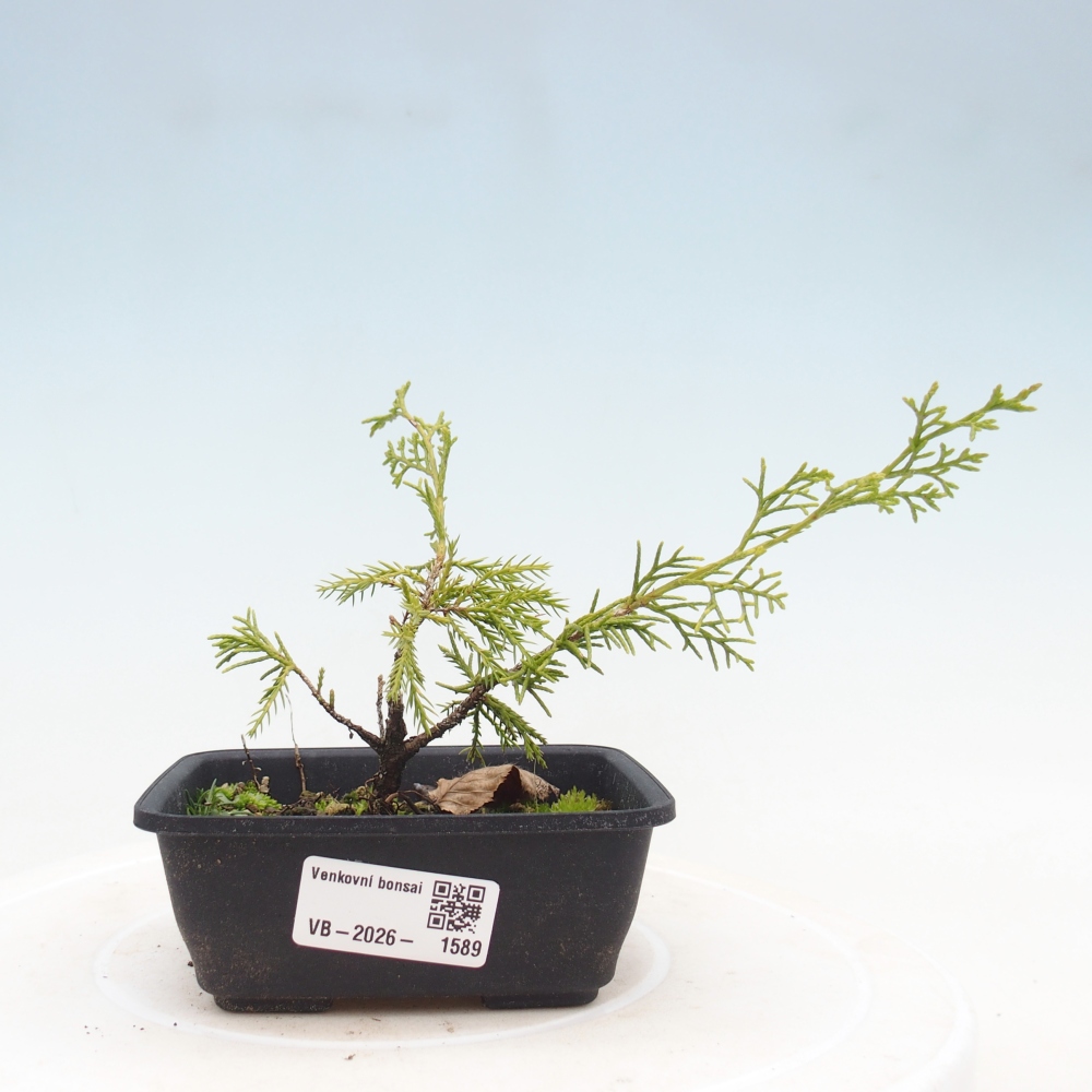 Bonsai voor buiten - Juniperus chinensis Itoigawa