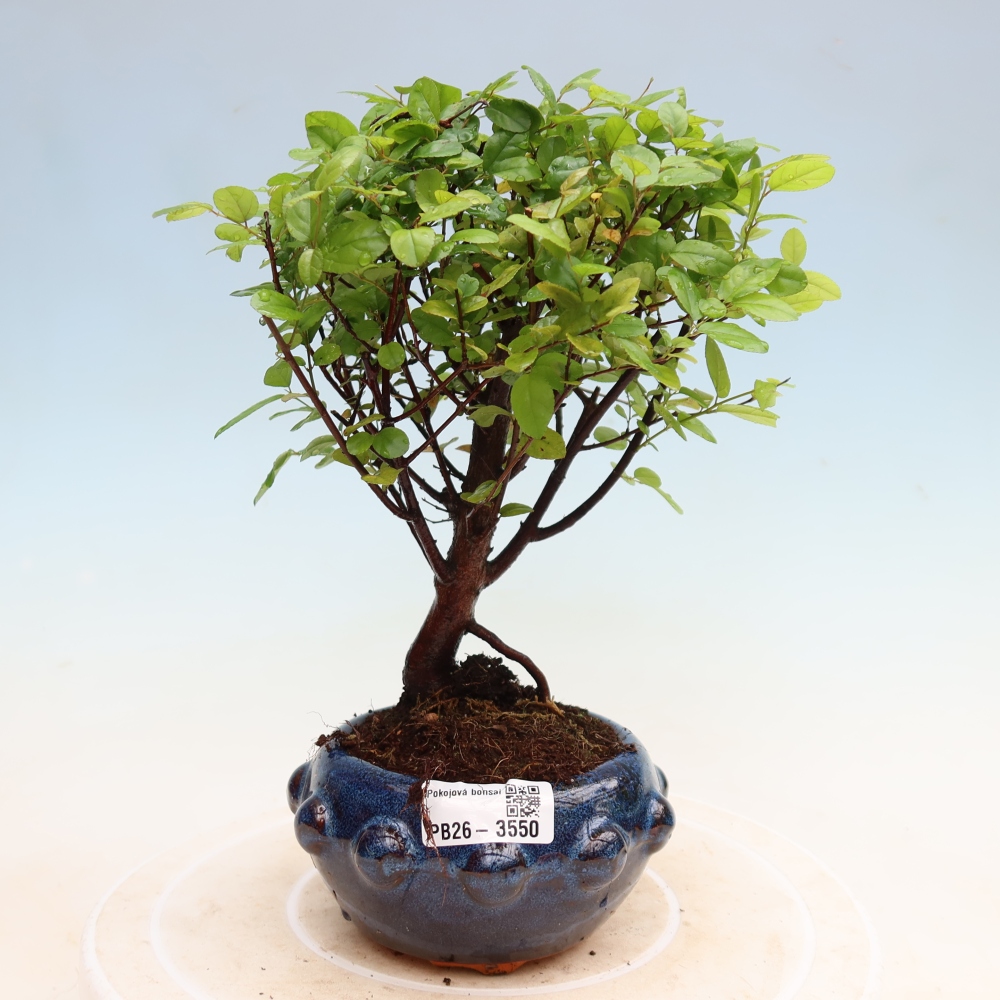 Kamerbonsai - Sageretia thea - Sageretia thea