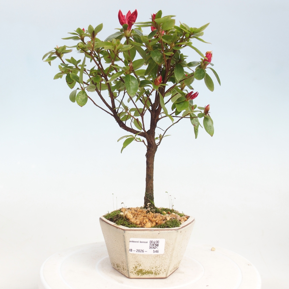 Bonsai voor buiten - Japanse azalea - Azalea sp.