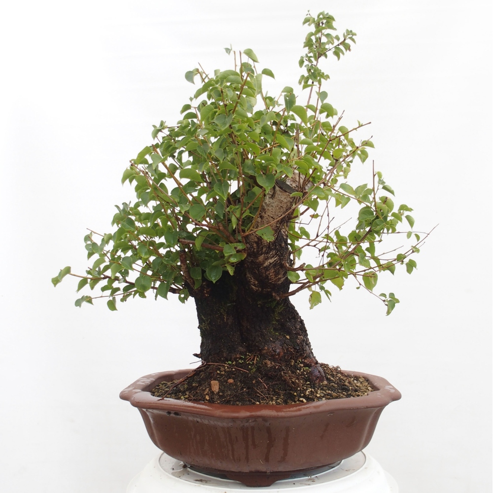 Bonsai voor buiten - Mahalebka - Prunus mahaleb