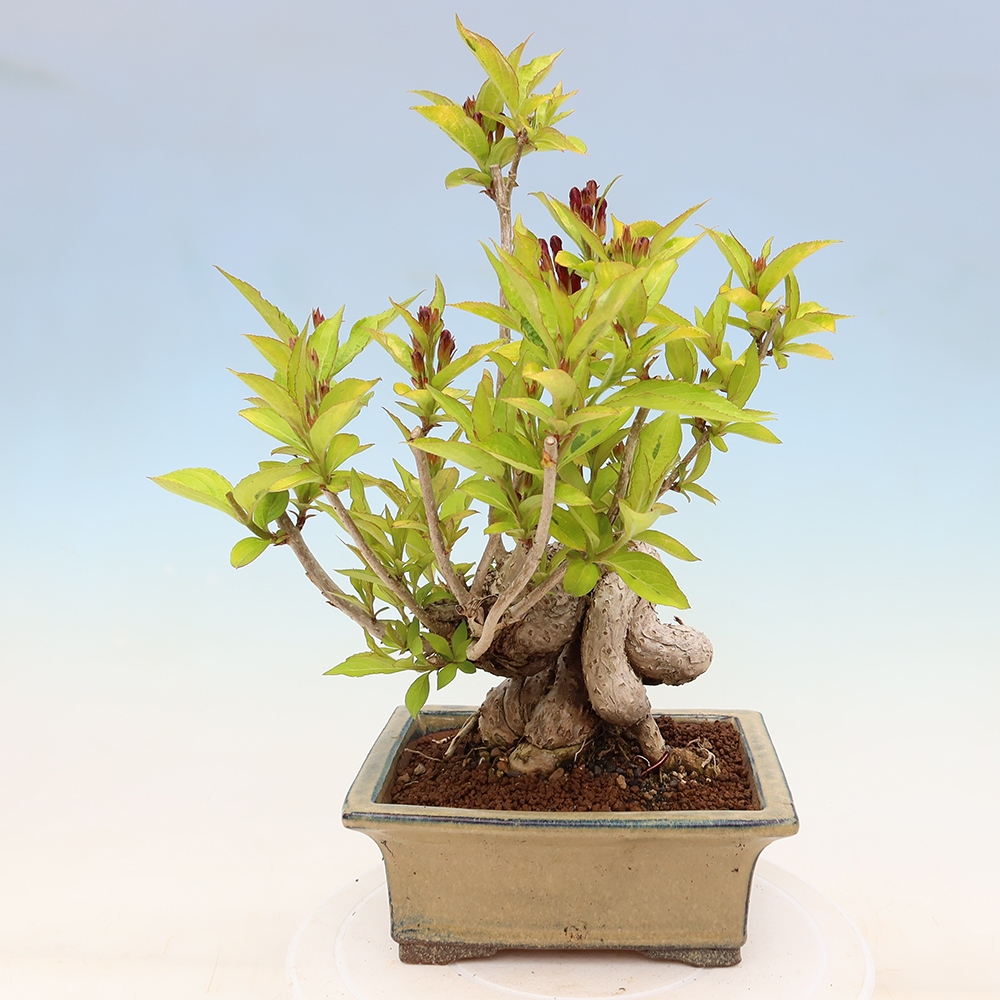 Buitenbonsai - Weigela subsessilis - Koreaanse weigela