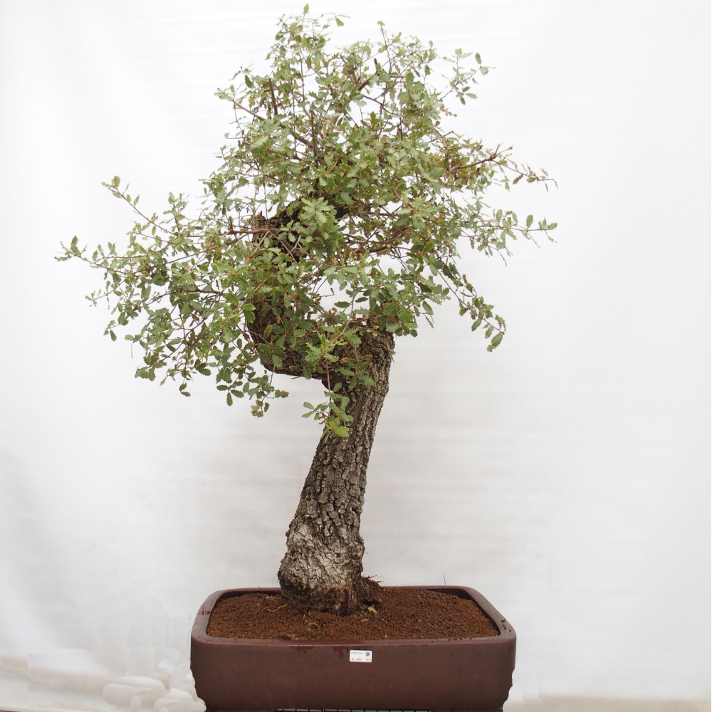 Yamadori - Quercus Ilex -Oakhulst