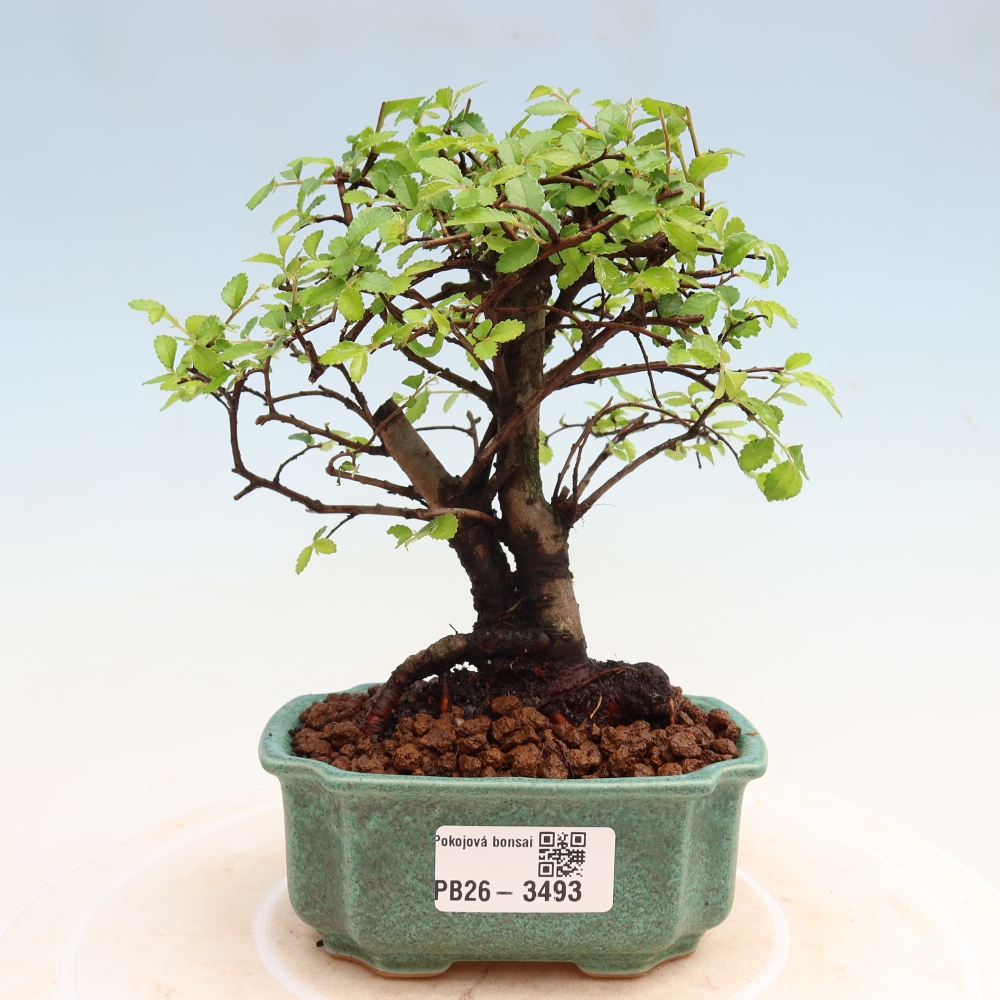 Kamerbonsai - Ulmus parvifolia - Winteriep