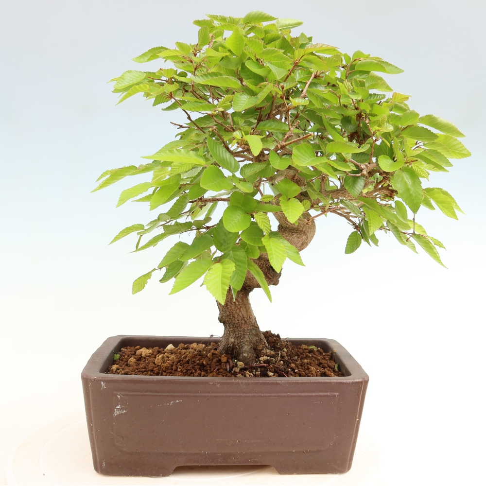 Bonsai voor buiten -Carpinus Coreana - Koreaanse haagbeuk