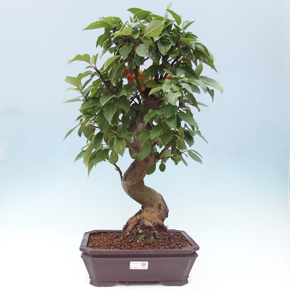 Bonsai voor buiten -Malus halliana - Appelboom met kleine vruchten