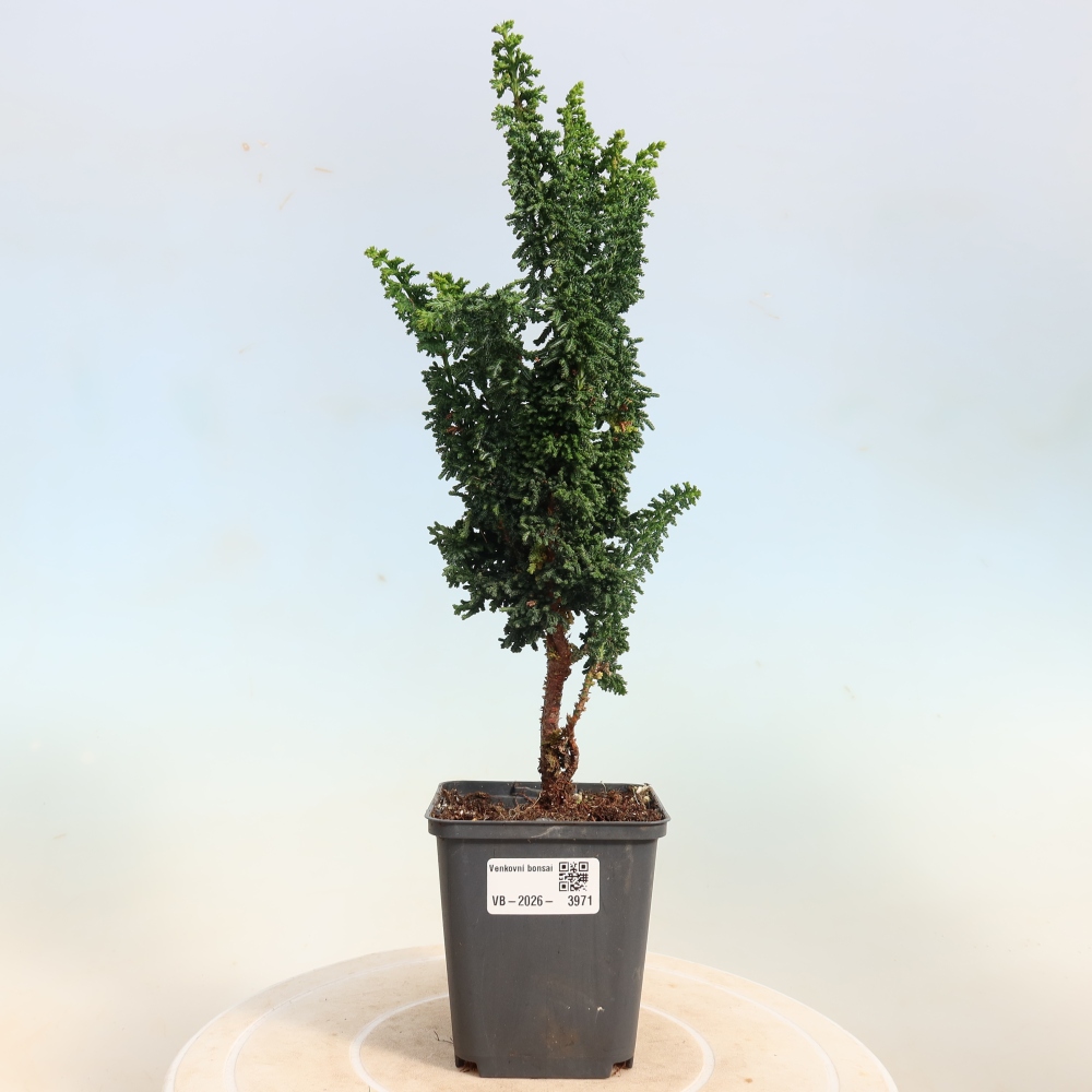Bonsai voor buiten - Cham. obtusa SEKKA HINOKI - Cipres