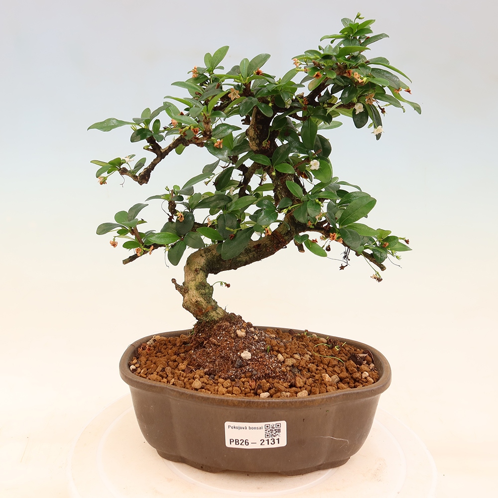 Kamerbonsai - Carmona macrophylla - Thee fuki