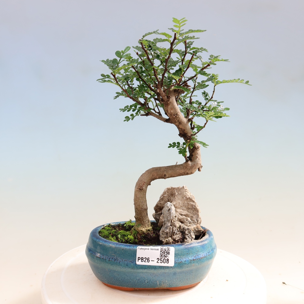 Kamerbonsai - Zantoxylum piperitum - peperboom