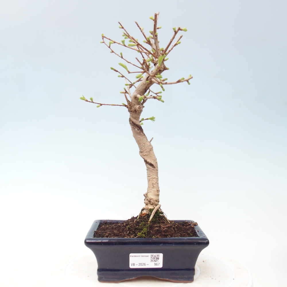 Bonsai voor buiten -Pseudolarix amabis-Pseudolarix amabis