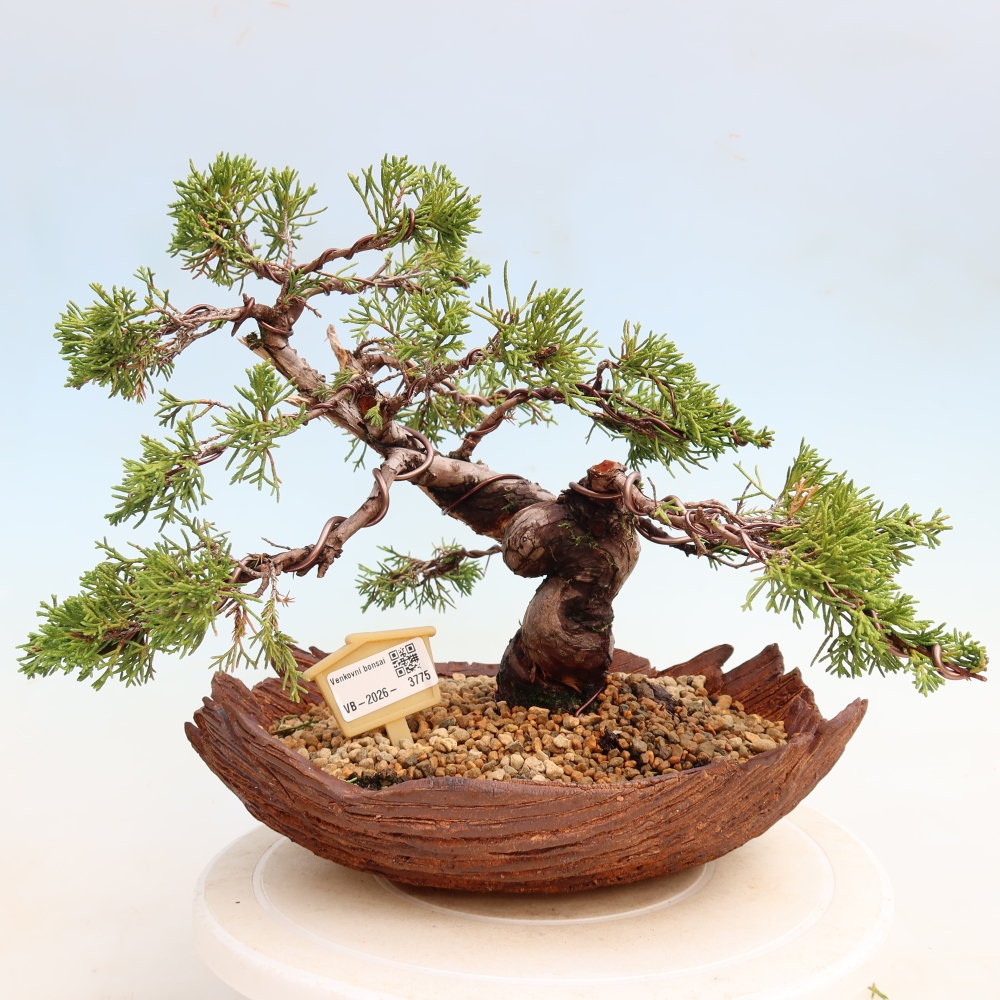 Bonsai voor buiten - Juniperus chinensis Itoigawa-Juniperus chinensis