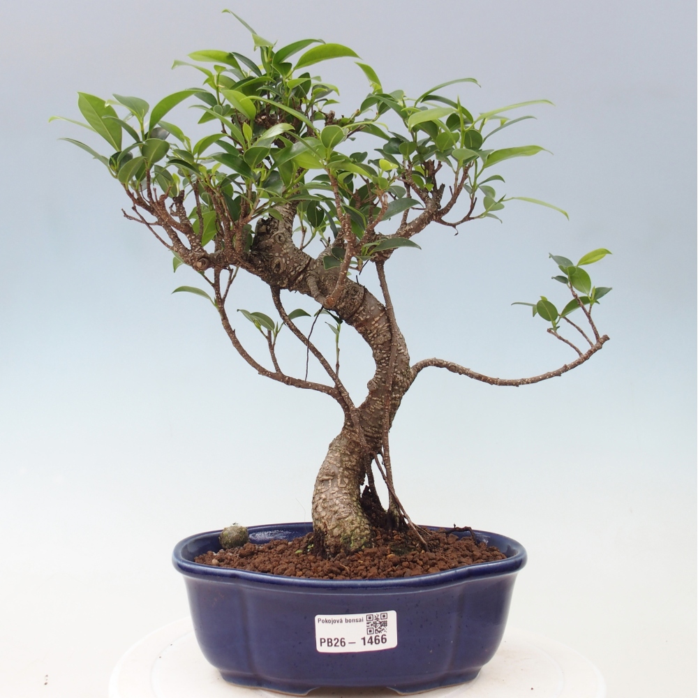 Kamerbonsai - Ficus retusa - kleinbladige ficus