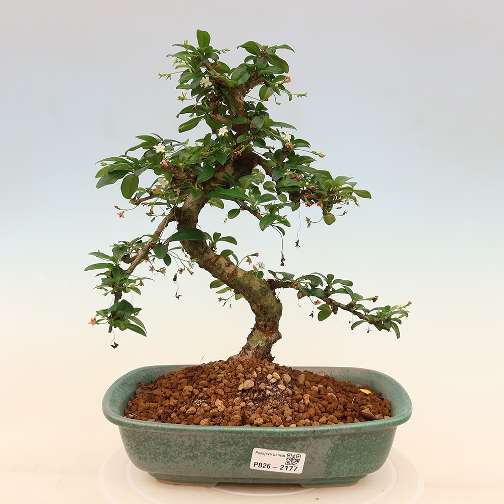 Kamerbonsai - Carmona macrophylla - Thee fuki
