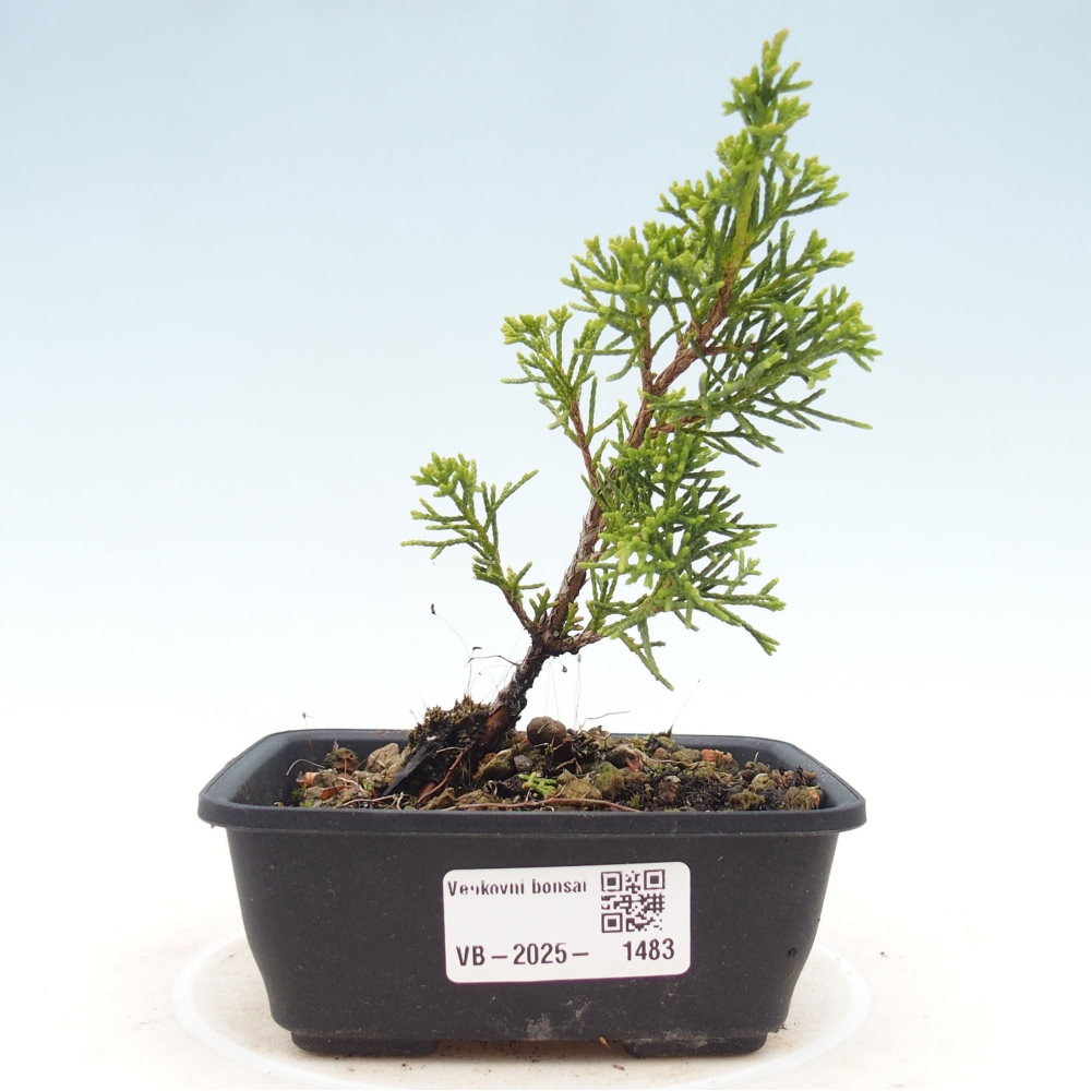 Bonsai voor buiten - Juniperus chinensis Itoigawa