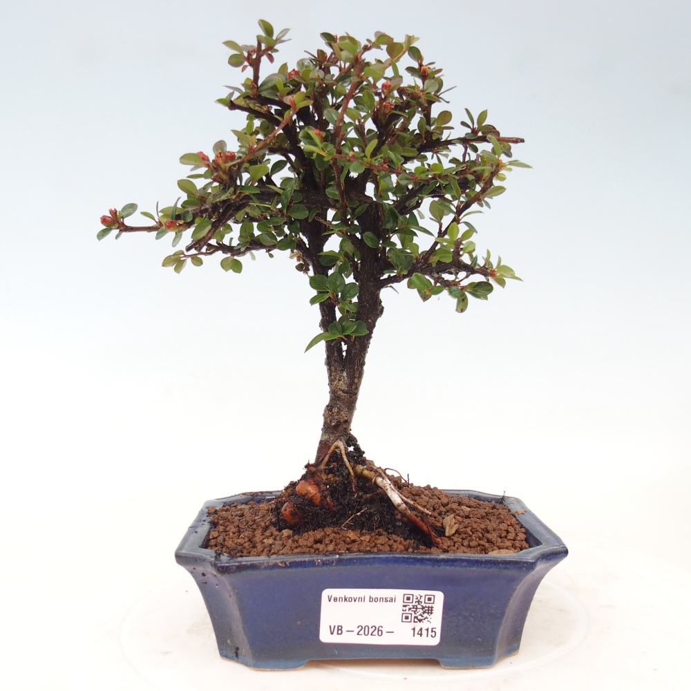 Bonsai voor buiten - Cotoneaster horizontalis - Rocky Mountain