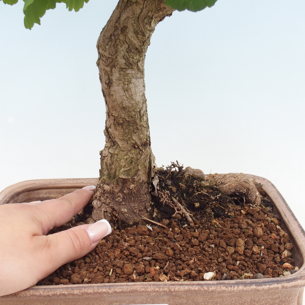 Bonsai voor buiten - Ginkgo biloba