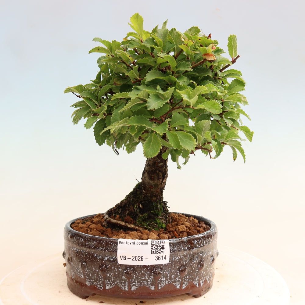 Bonsai voor buiten - Zelkova - Zelkova NIRE