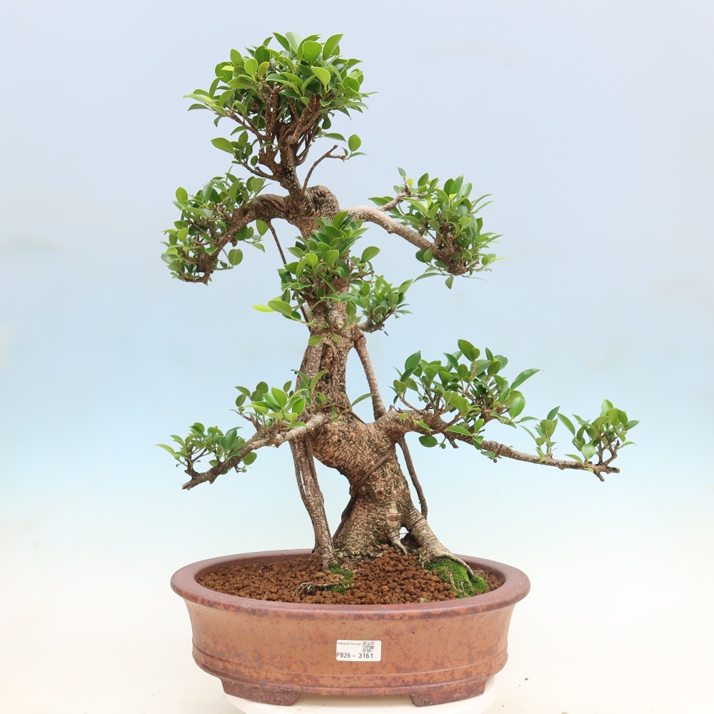 Kamerbonsai - Ficus kimmen - kleinbladige ficus