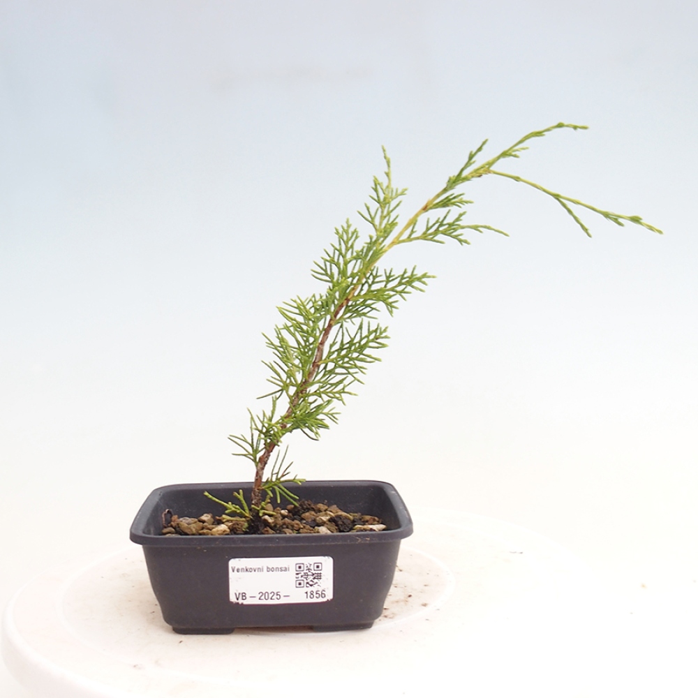 Bonsai voor buiten - Juniperus chinensis Itoigawa