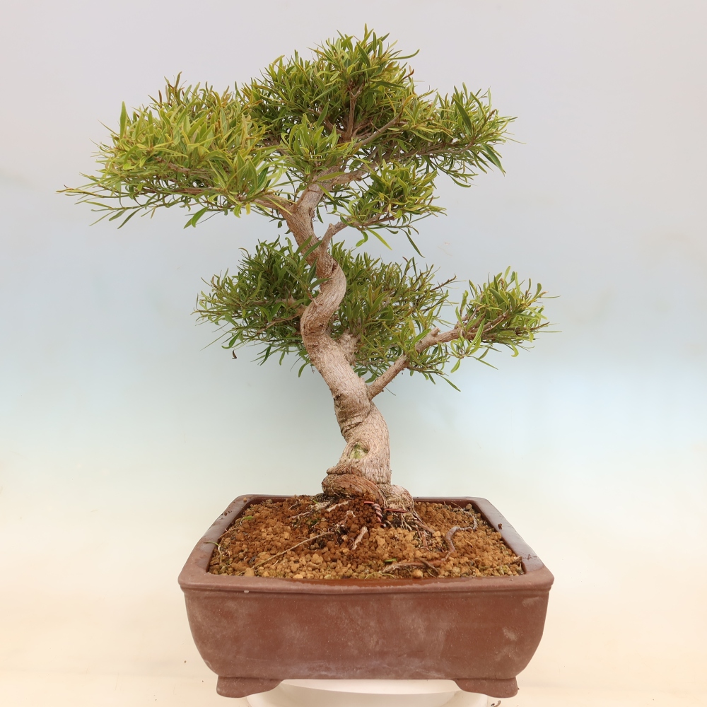 Kamerbonsai - Ficus nerifolia - kleinbladige ficus