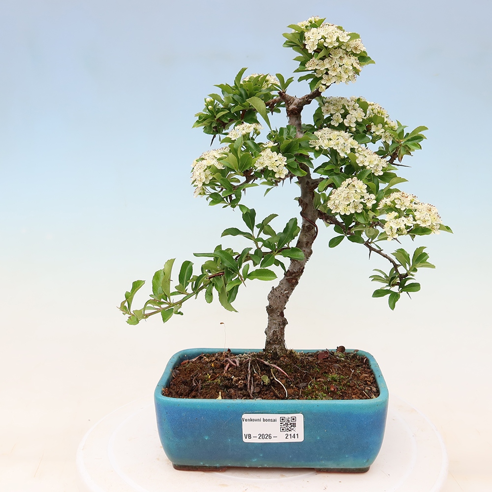 Buitenbonsai - Pyracantha teton - Vuurdoorn