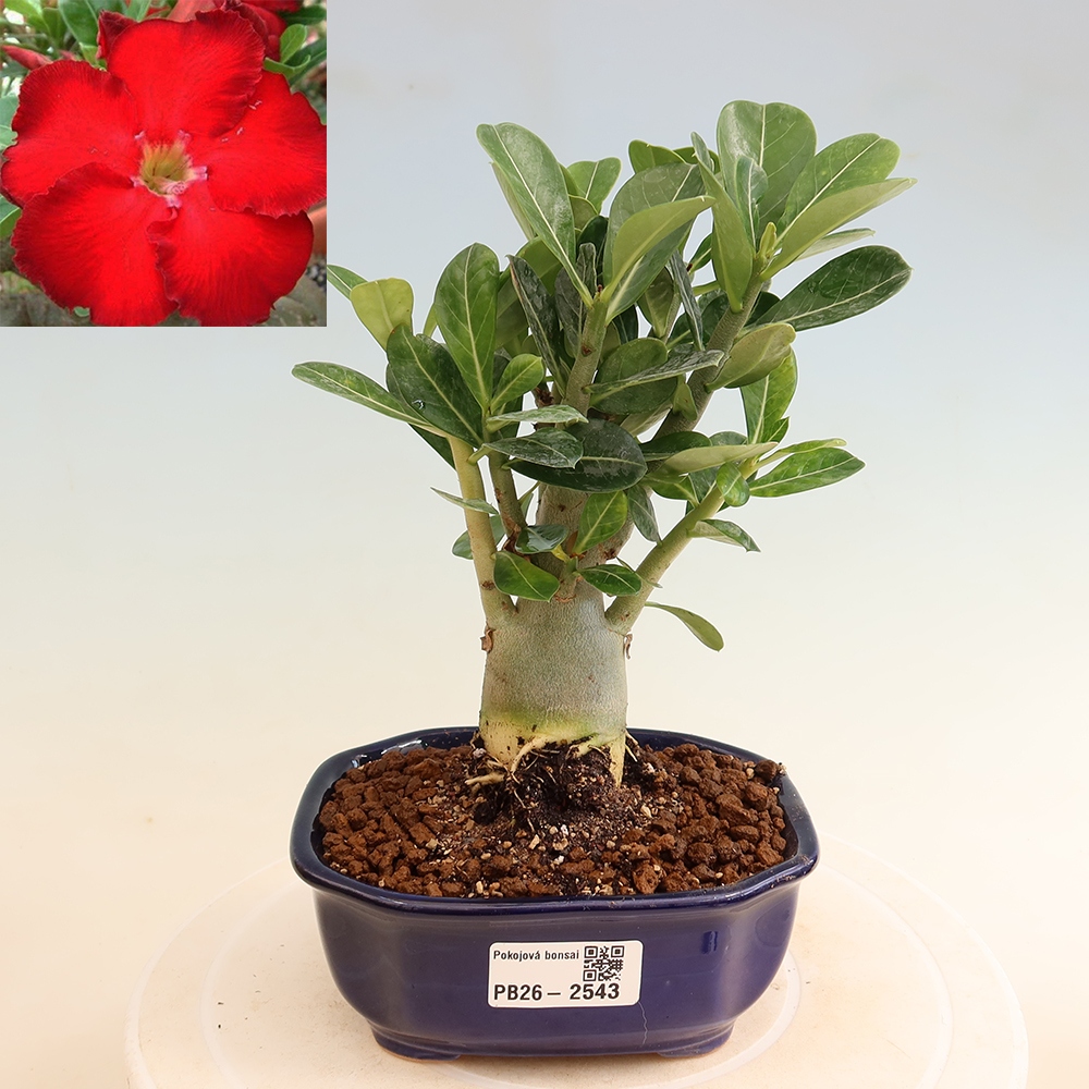 Kamerbonsai - Adenium obesum Red Star - Woestijnroos
